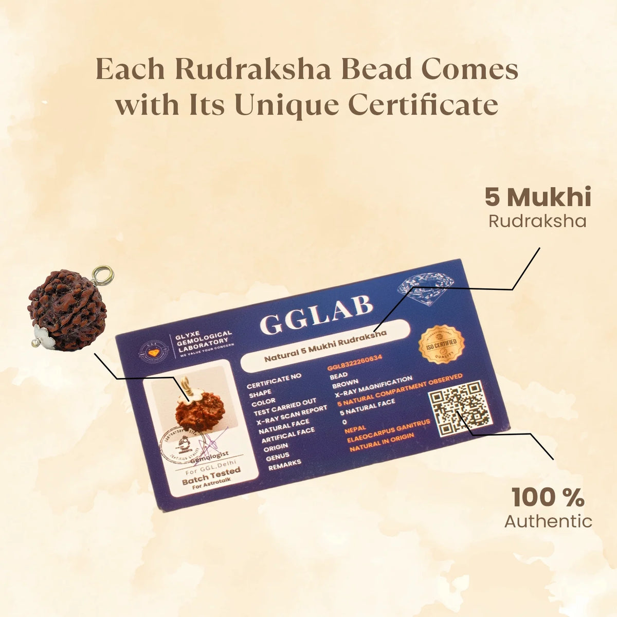 Nepal Origin 5 Mukhi Rudraksha - 17mm to 22mm