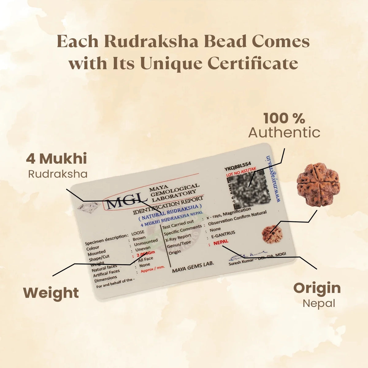 Kashi Siddh Nepal Origin 4 Mukhi Rudraksha - 17mm to 22mm