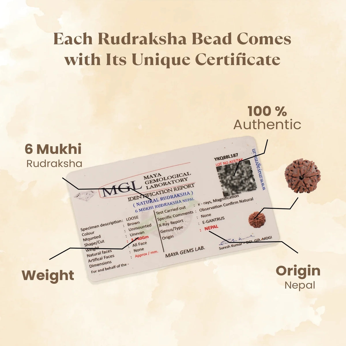 Kashi Siddh Nepal Origin 6 Mukhi Rudraksha - 17mm to 22mm